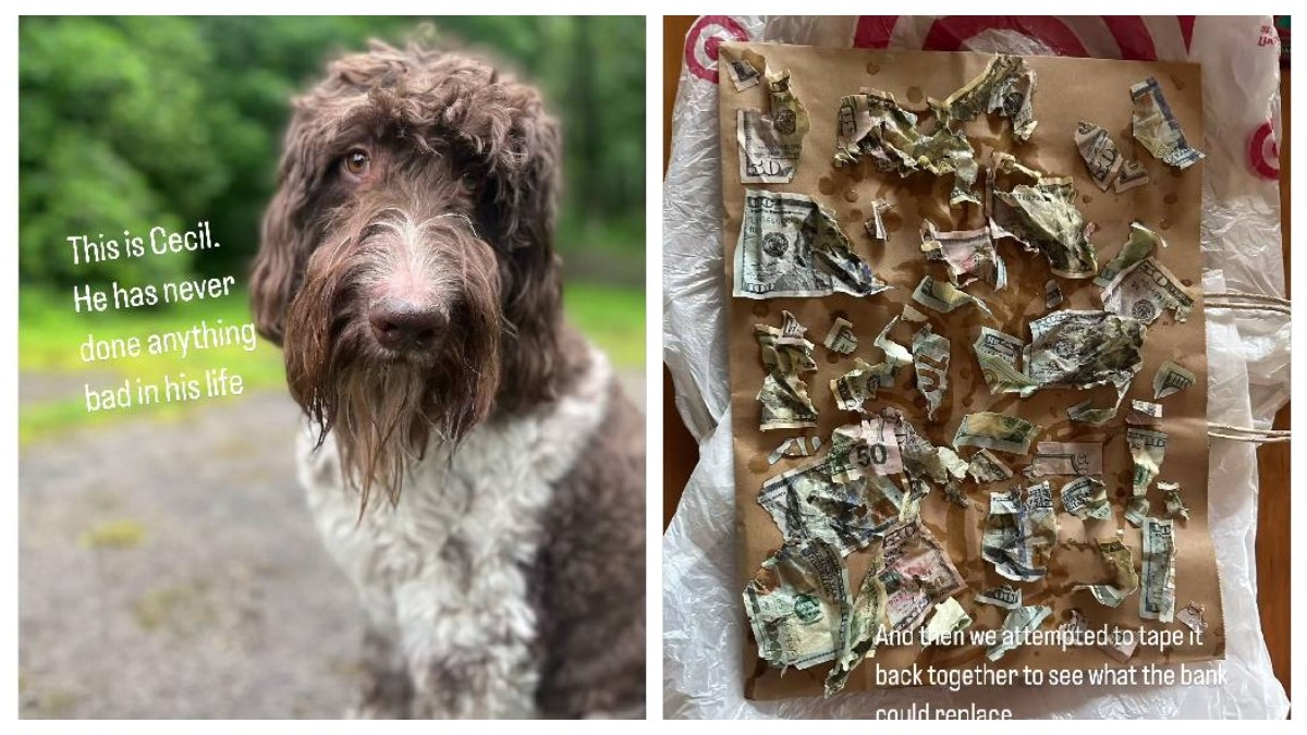 ¡Perrito se come 4 mil dólares y pone en jaque a su familia!