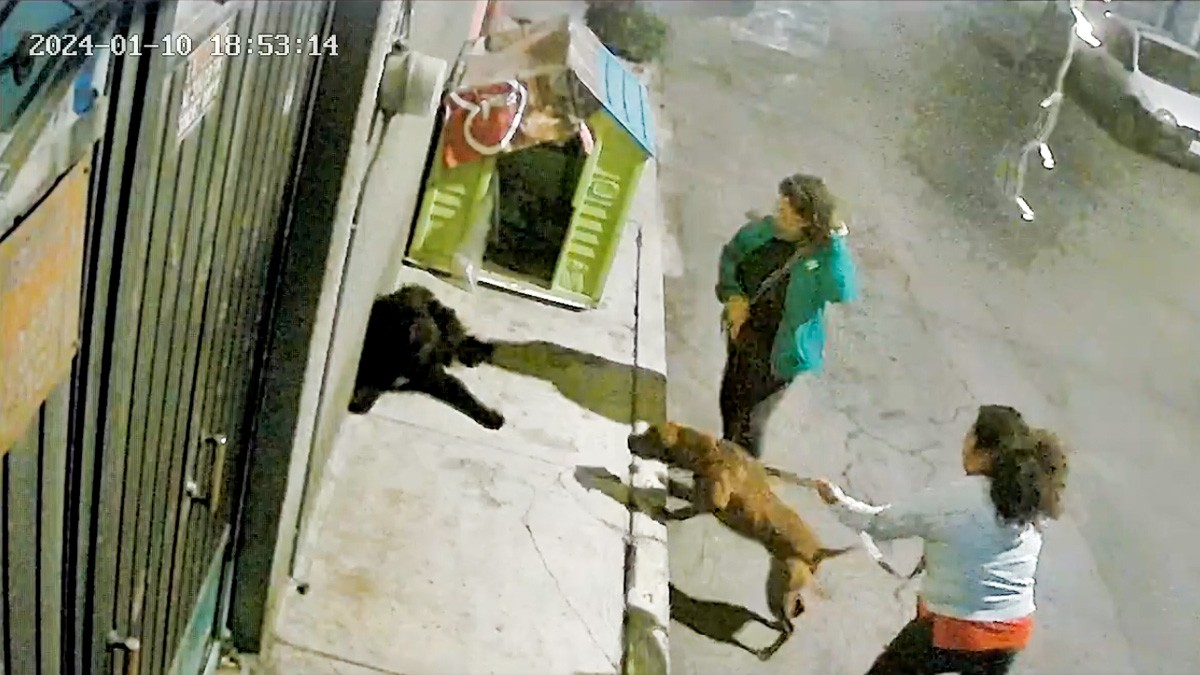 VIDEOS: Captan a mujer que obliga a su mascota a atacar a perros callejeros