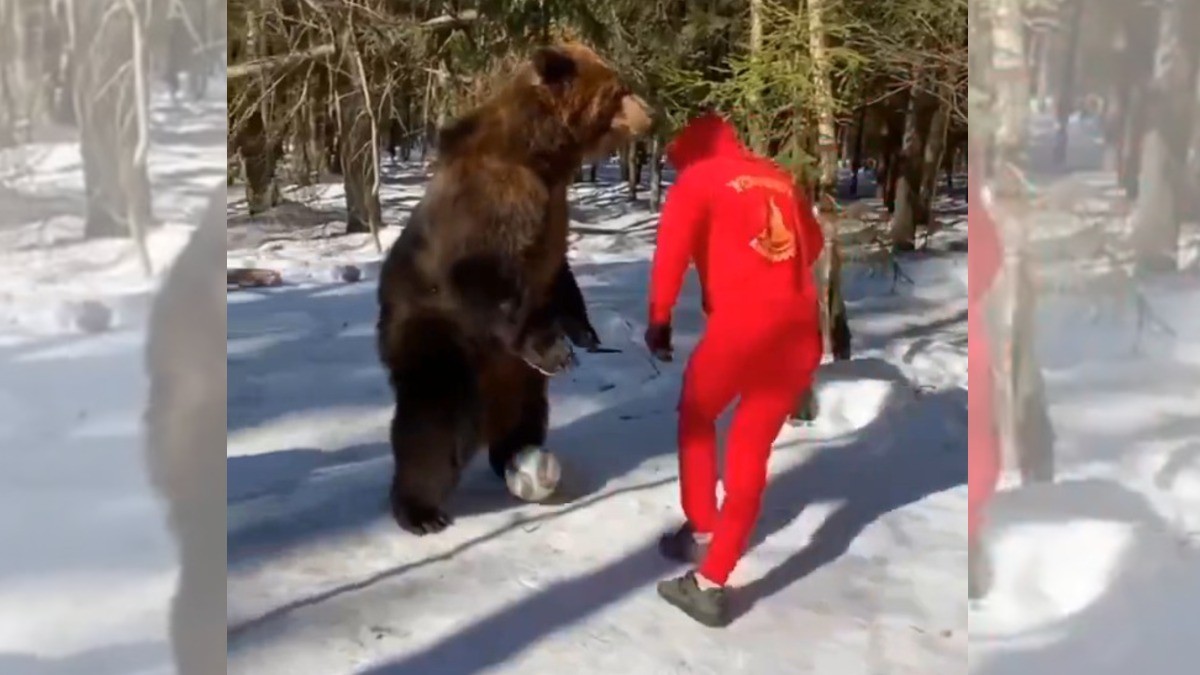 VIDEO Oso recibe hábil ‘túnel’ por parte de un aficionado y logra enfurecerlo