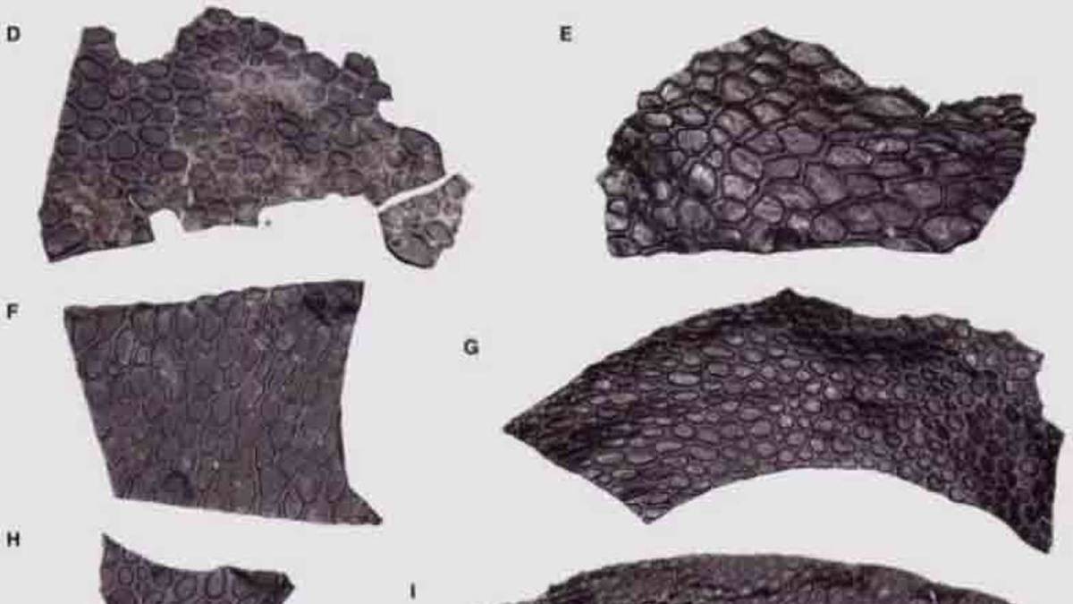 Descubren pedazo de piel fosilizado de una criatura más antigua que los dinosaurios