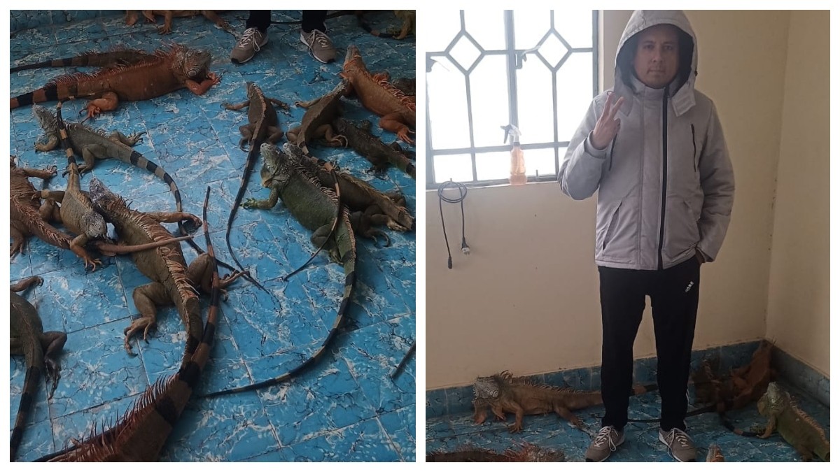 ¡Héroe sin capa! Joven deja entrar a las iguanas a su casa para cuidarlas del frío