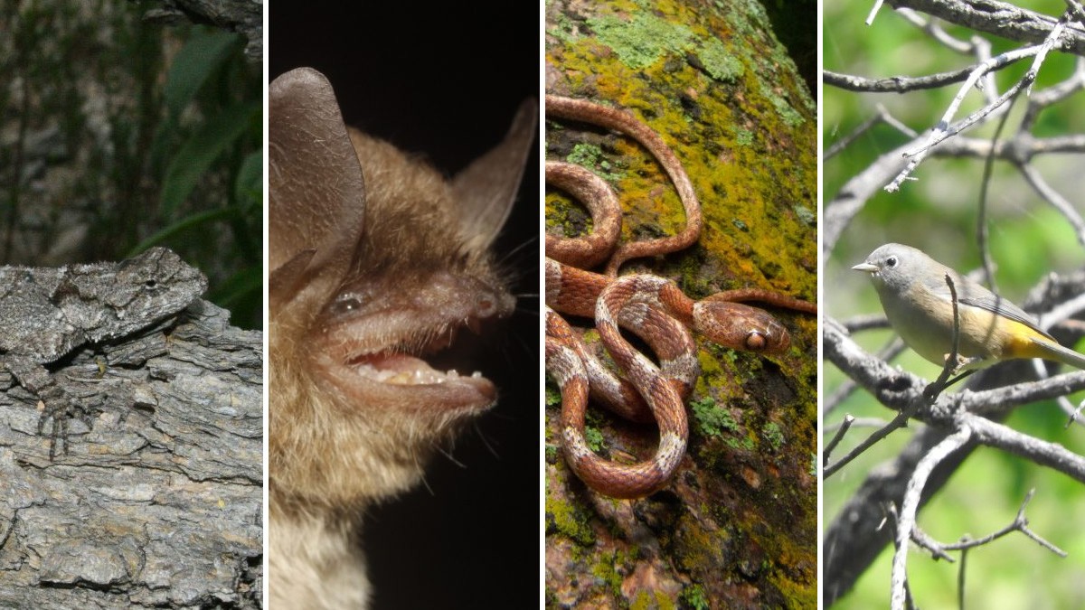 ¡Hay biodiversidad en Guanajuato! Descubren 4 nuevas especies de fauna en el estado