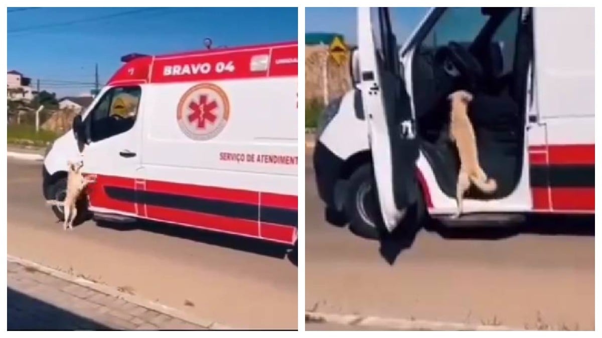 VIDEO Perrito ‘reclama’ a paramédicos por llevarse a su dueño y lo suben a la ambulancia
