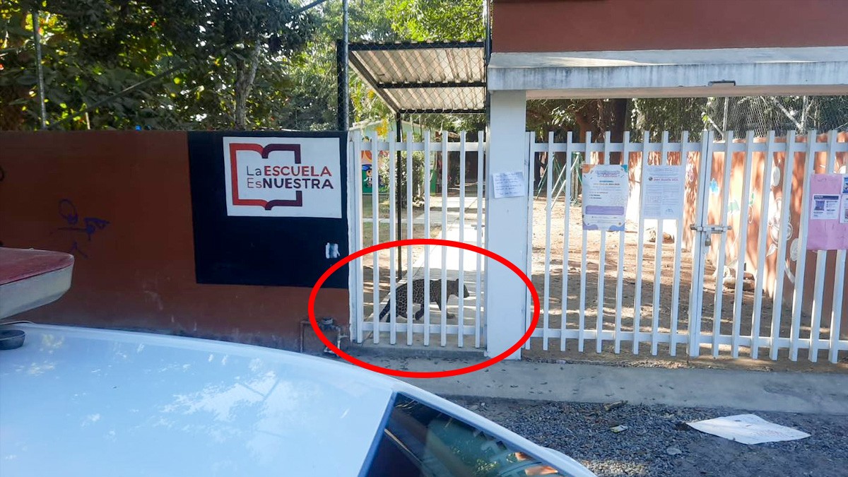 FOTOS ¡Se equivocó de salón! Hallan cachorro de jaguar dentro de jardín de niños
