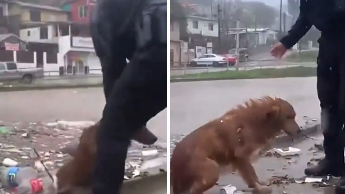 VIDEO Policía rescata a perrito de morir ahogado en medio de las inundaciones