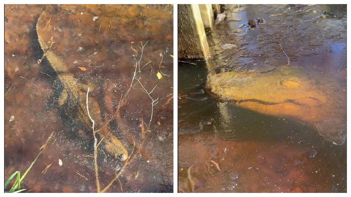 Joven encuentra un caimán en lago congelado ¡y sigue vivo!