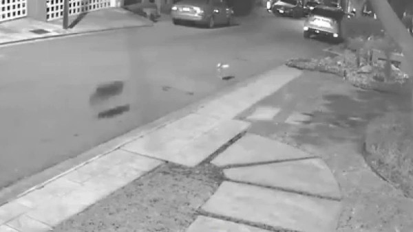 VIDEO Captan a jauría de coyotes que devora perritos callejeros por las noches