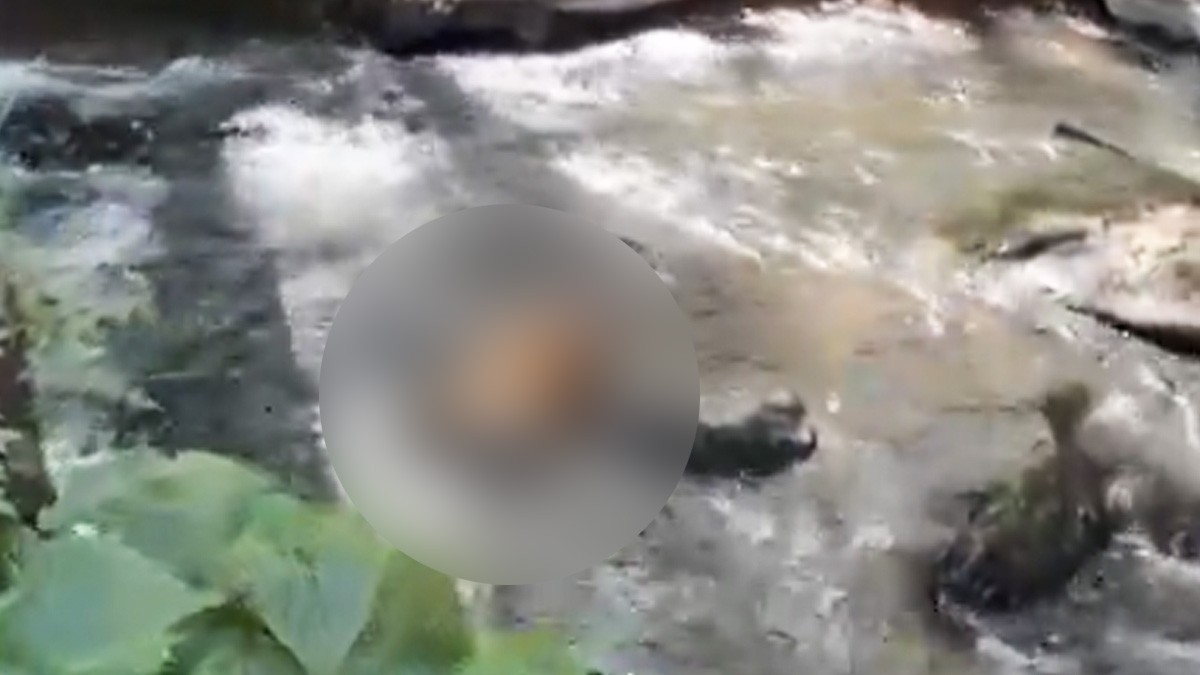 VIDEO Hallan cadáver de tigre sin cabeza en esta ciudad de México