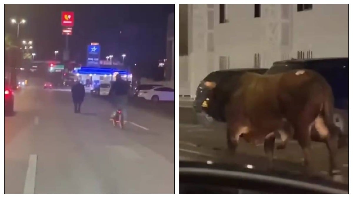 VIDEO ¡Ahí viene el toro! Se escapa del lienzo charro y recorre tranquilamente las calles