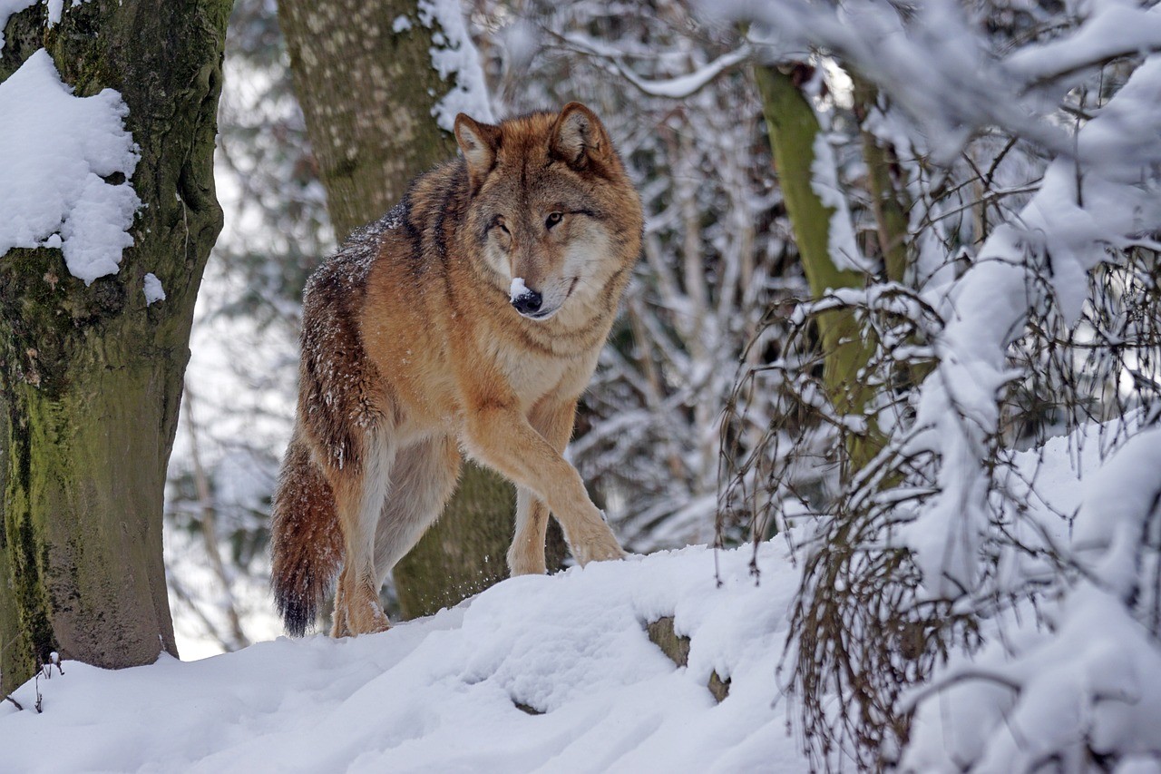 Lobos “mutantes” de Chernóbil podrían ser clave para hallar cura contra el cáncer