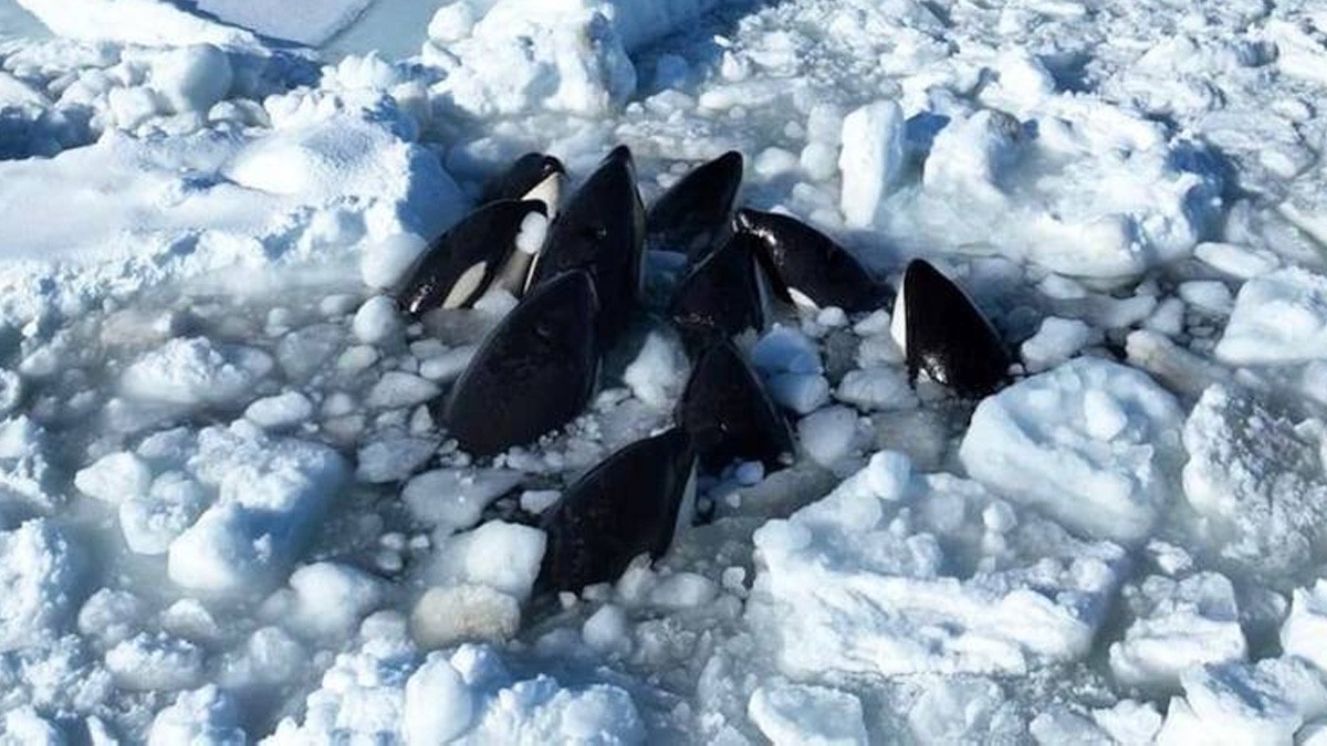 VIDEO ¿Otra 'Sociedad de la Nieve'? Orcas quedan atrapadas entre témpanos de hielo