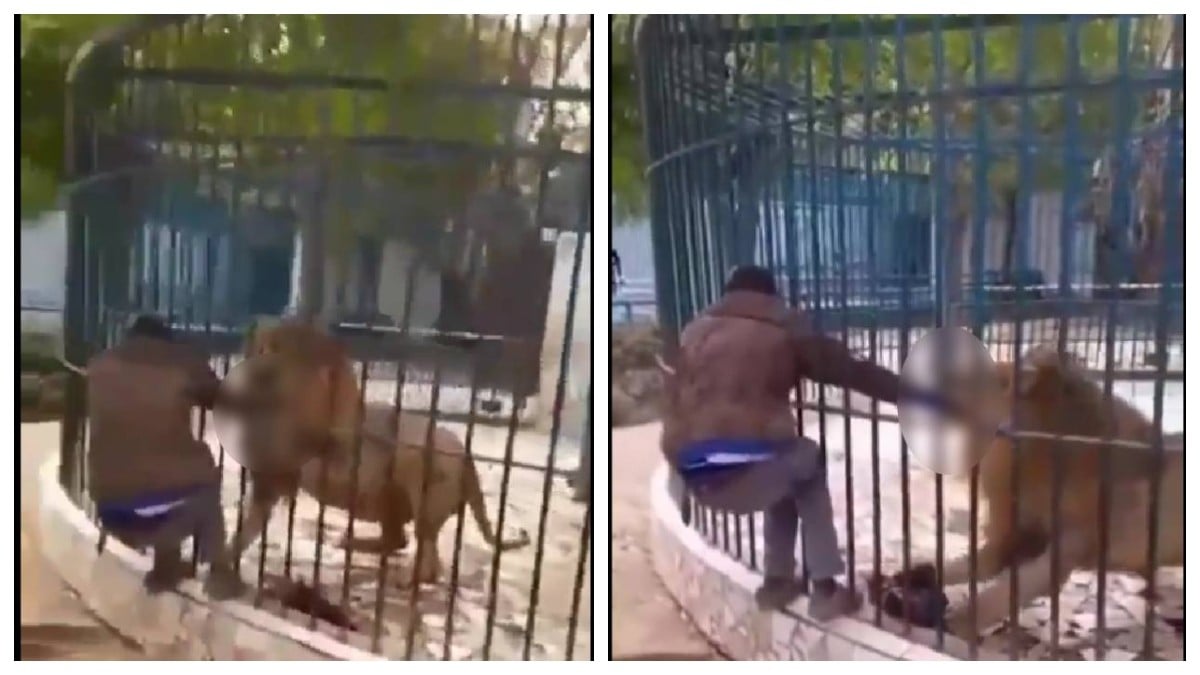 VIDEO León devora la mano de un hombre que la metió en su jaula