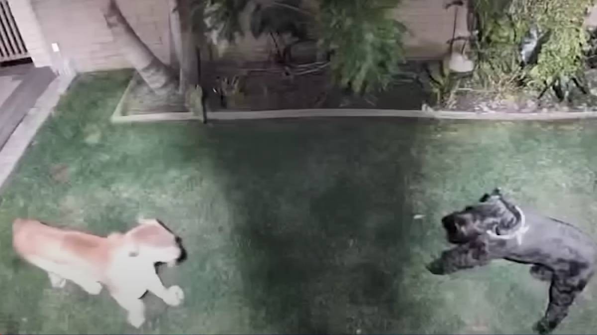 VIDEO Captan cómo perrita schnauzer se aferra a vivir y lucha en feroz ataque de puma