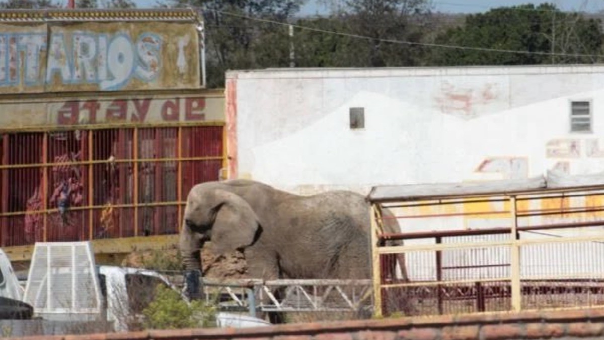 ZooLeón va al rescate de la elefanta maltratada
