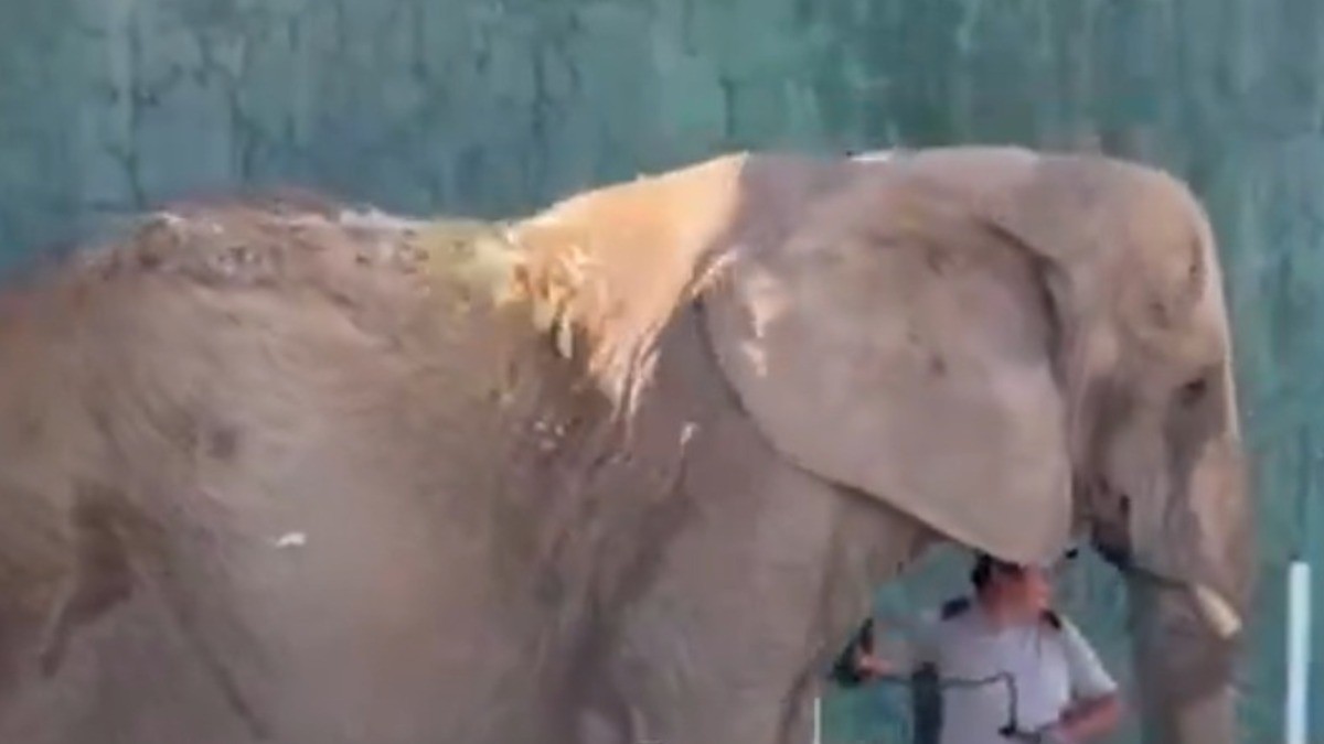 En las próximas horas se sabrá si ZooLeón pudo ‘adoptar’ a elefanta maltratada