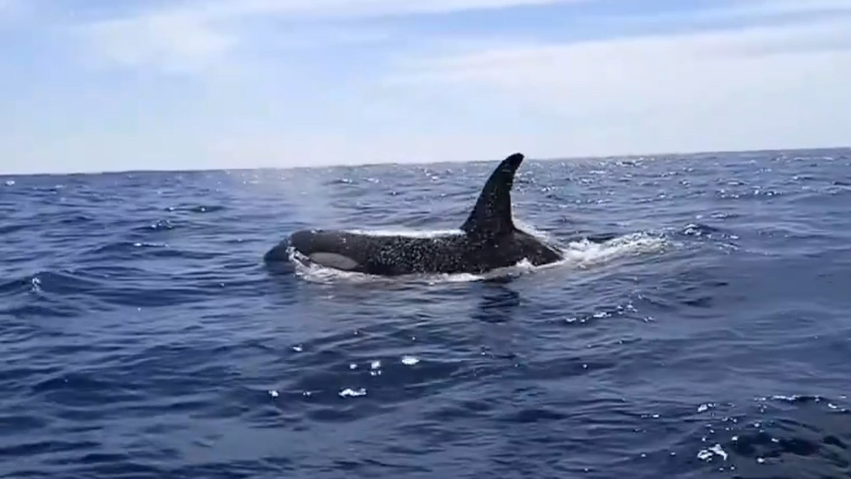 VIDEO Orcas causan temor en playas mexicanas; pescadores las vieron devorando una ballena