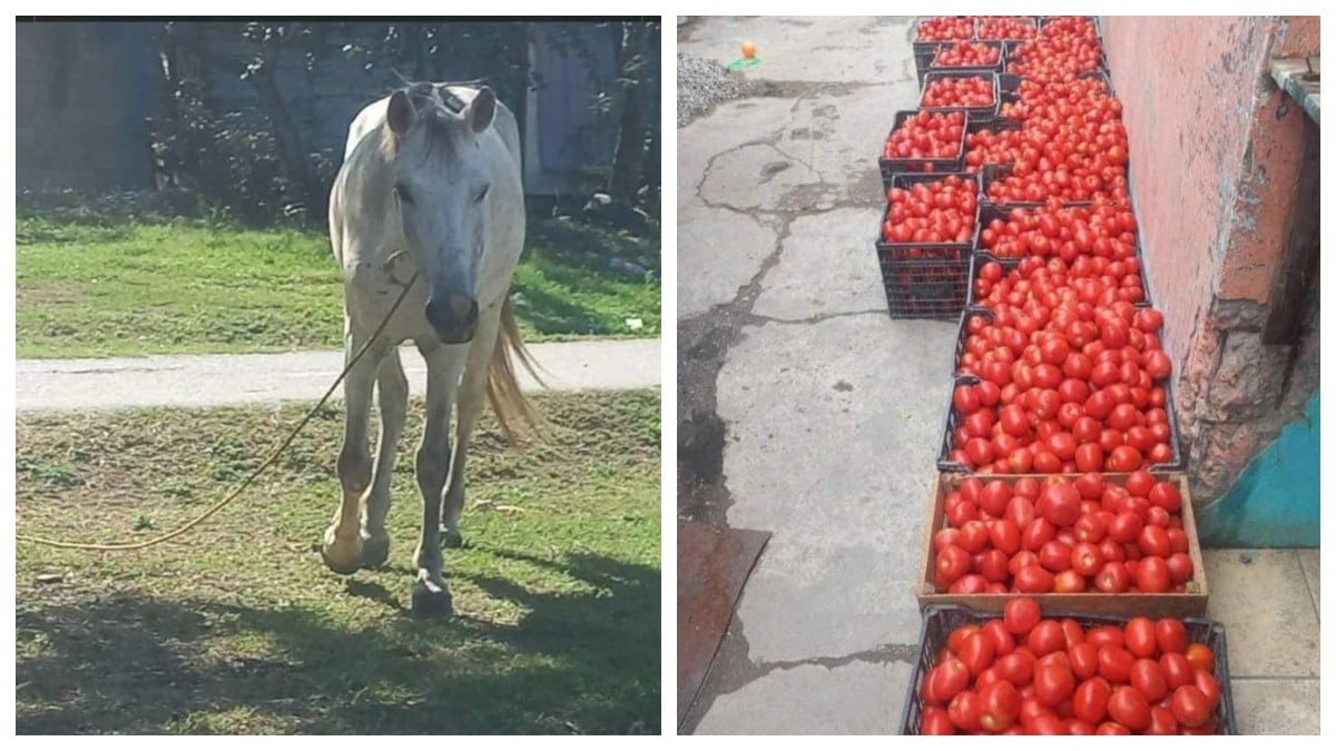 Vendedor de tomates “secuestra” a caballo que se comió su mercancía