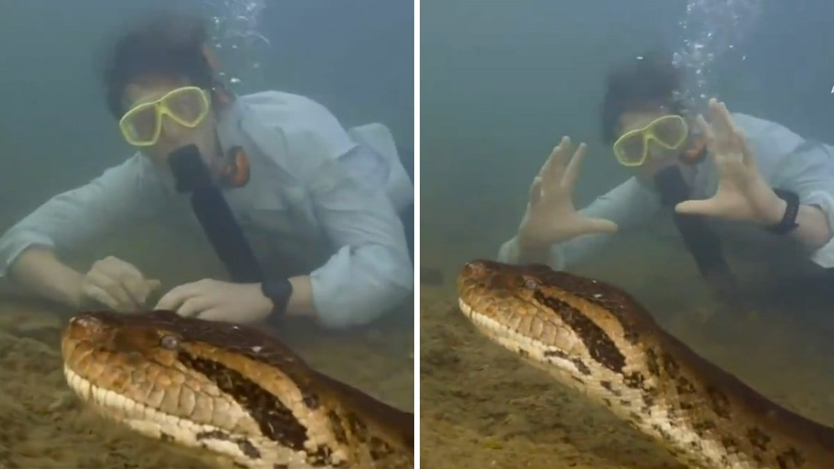 VIDEO Encuentran nueva especie de anaconda gigante; es la más grande del mundo