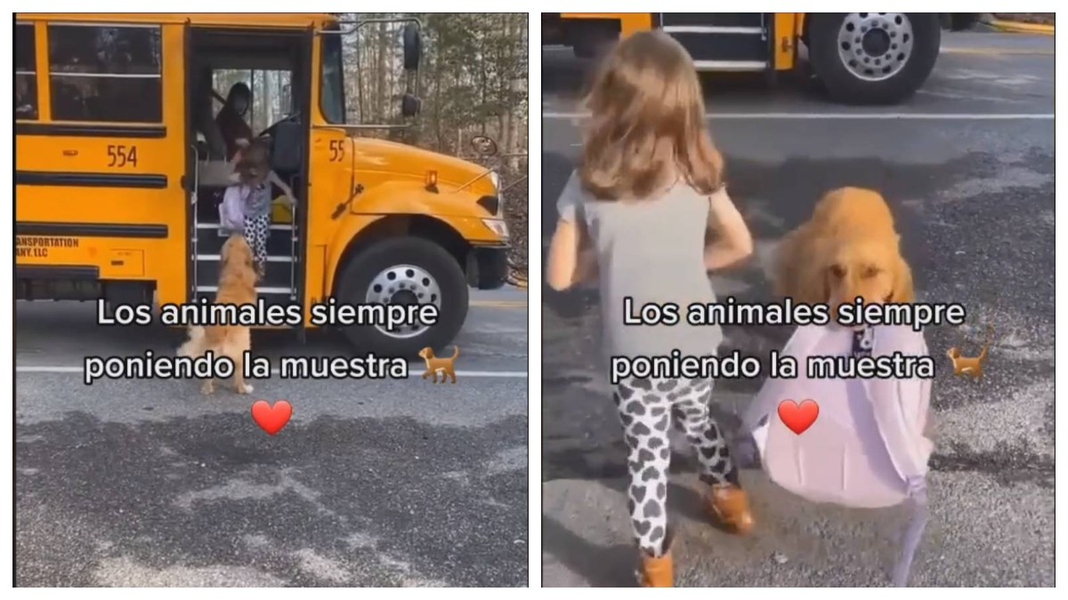 VIDEO Se viraliza perrito que recoge a niña después de la escuela todos los días
