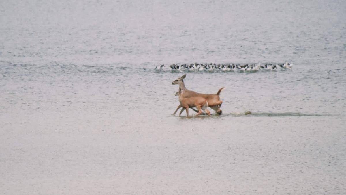 ¡Héroes sin capa! Elementos de Protección Civil salvan a 223 animales en León