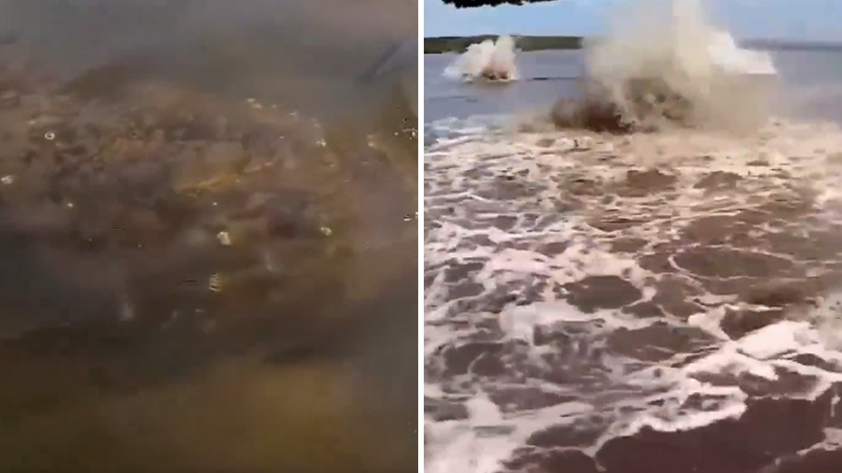 VIDEO Hombre graba extrañas criaturas bajo las aguas del Amazonas y nadie sabe qué son