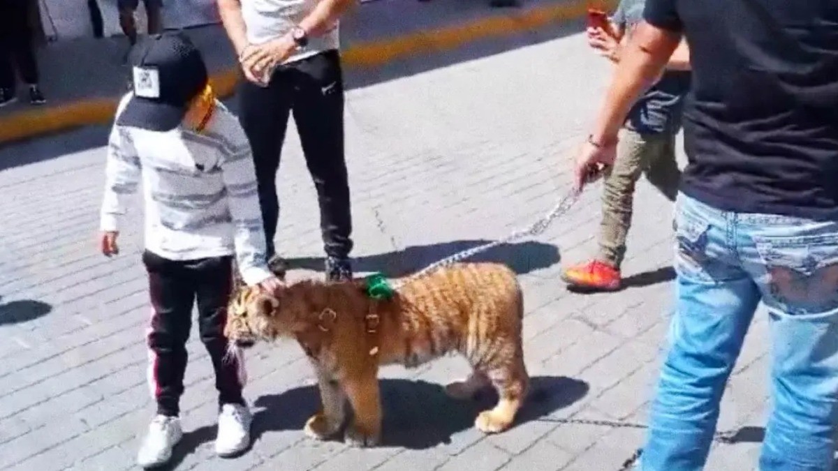VIDEO Hombre pasea a su tigre por calles del centro, ¡como si fuera un cachorro!