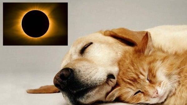 Protege a tus mascotas durante próximo eclipse, te digo cómo