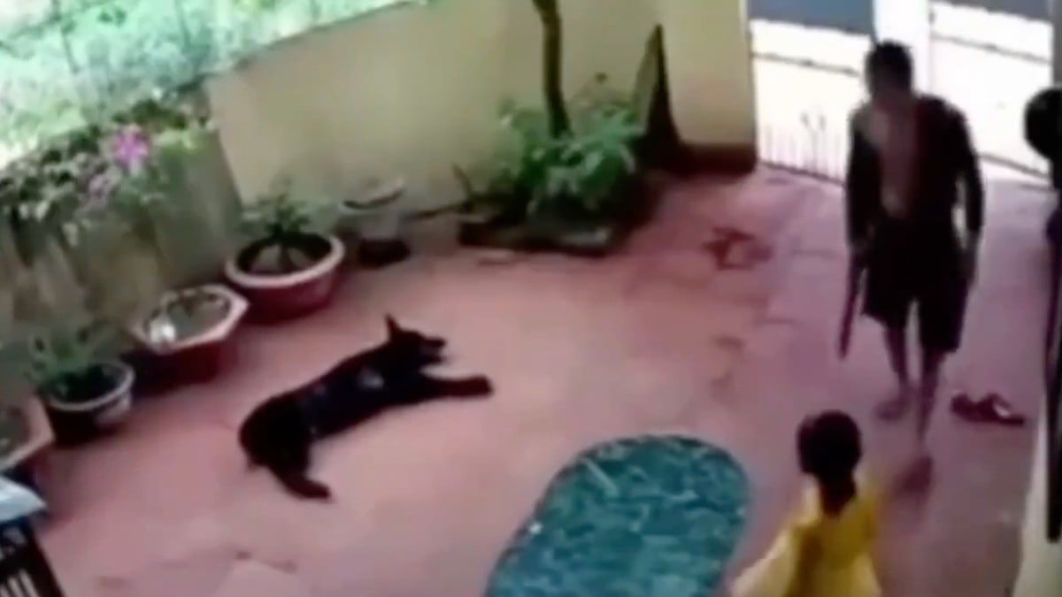 VIDEO Captan cómo perrito finge su muerte y salva la vida de una niña