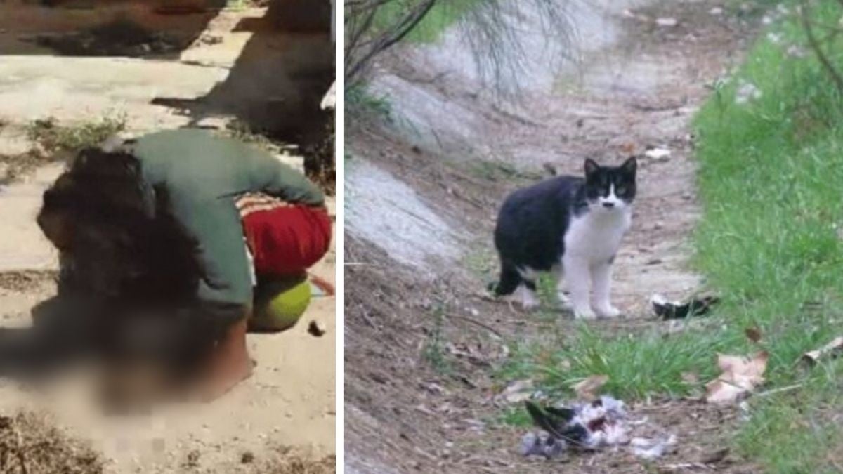 ¡Insólito! Descubren a mujer comiéndose un gato en plena calle