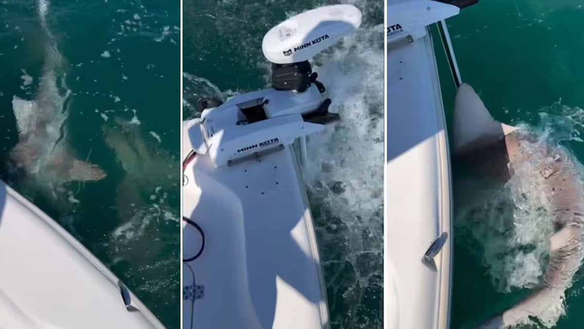 VIDEO Tiburones entran en frenesí y atacan bote pesquero