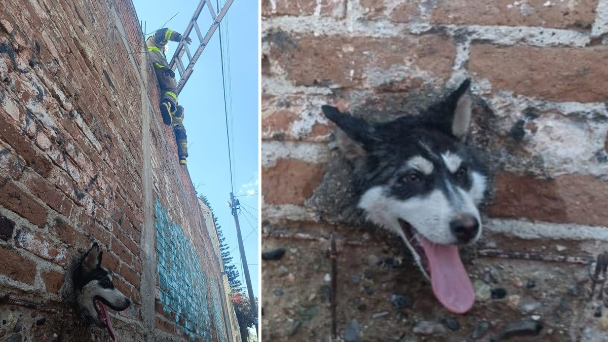 Perrito mete su cabeza donde no debía y bomberos acuden a rescatarlo en una casa de León