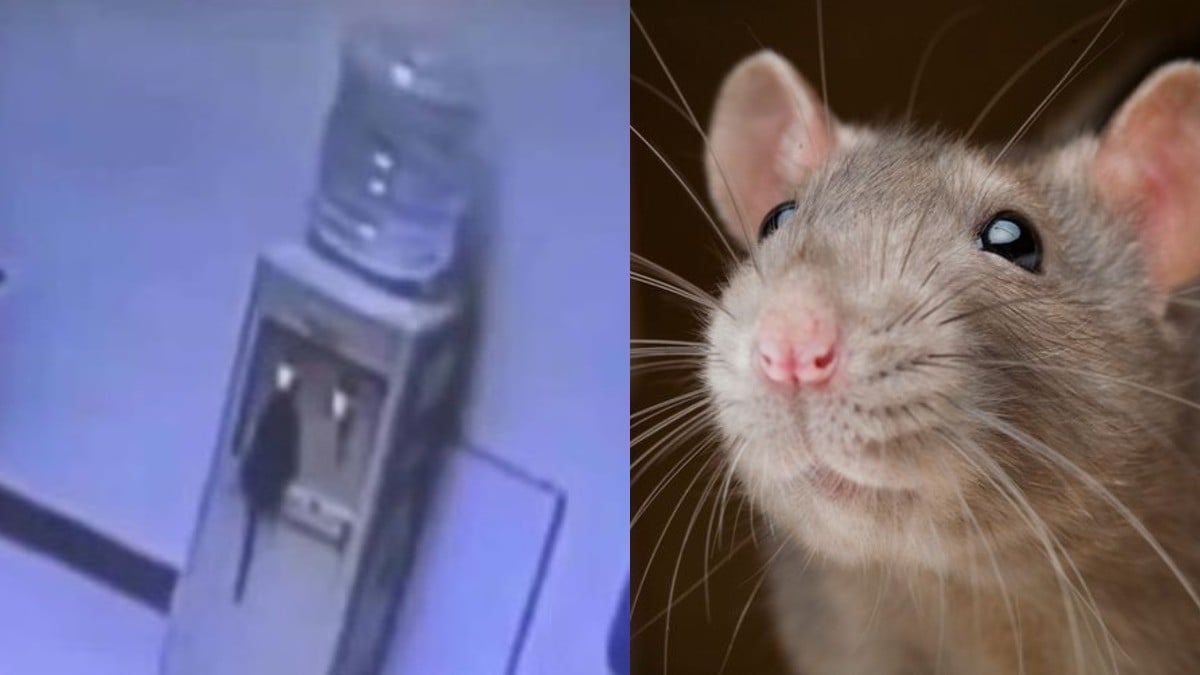 VIDEO Captan a rata que toma agua fría del garrafón de una oficina