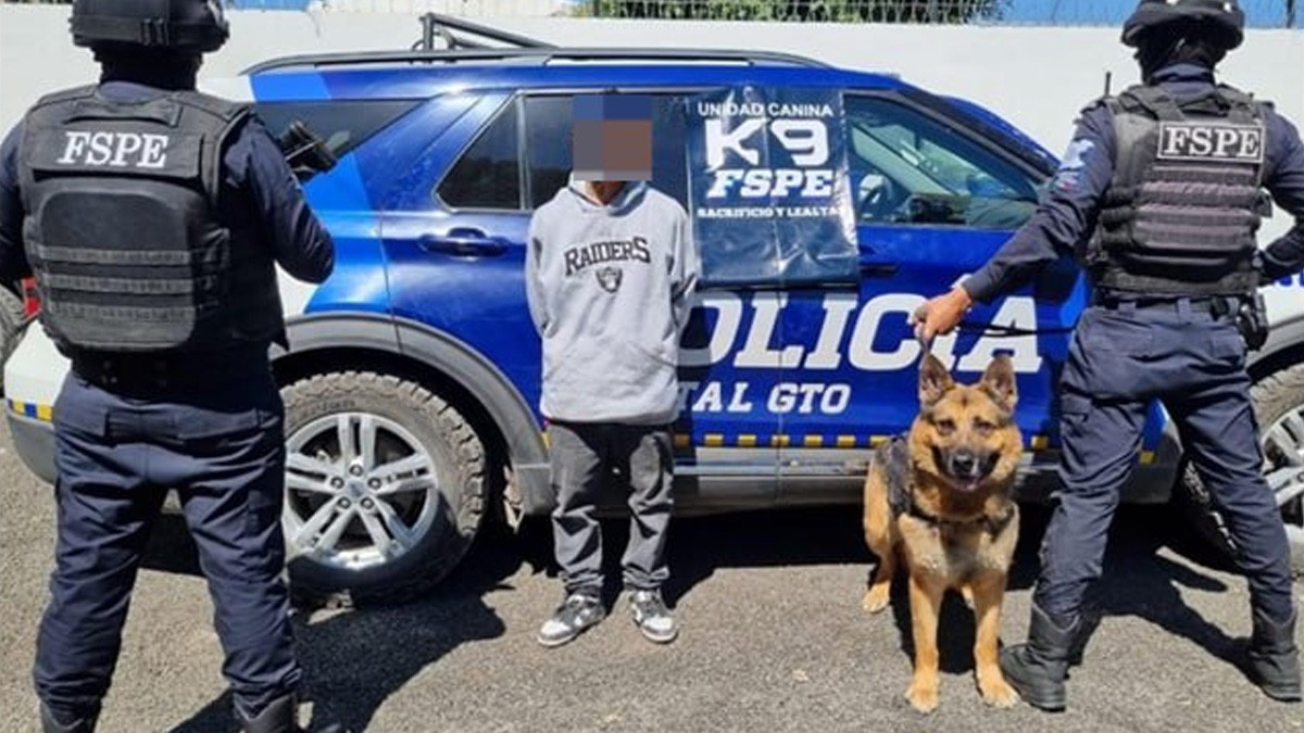 Perrito policía ‘Billy’ descubrió a hombre con 200 dosis de marihuana en Francisco Villa