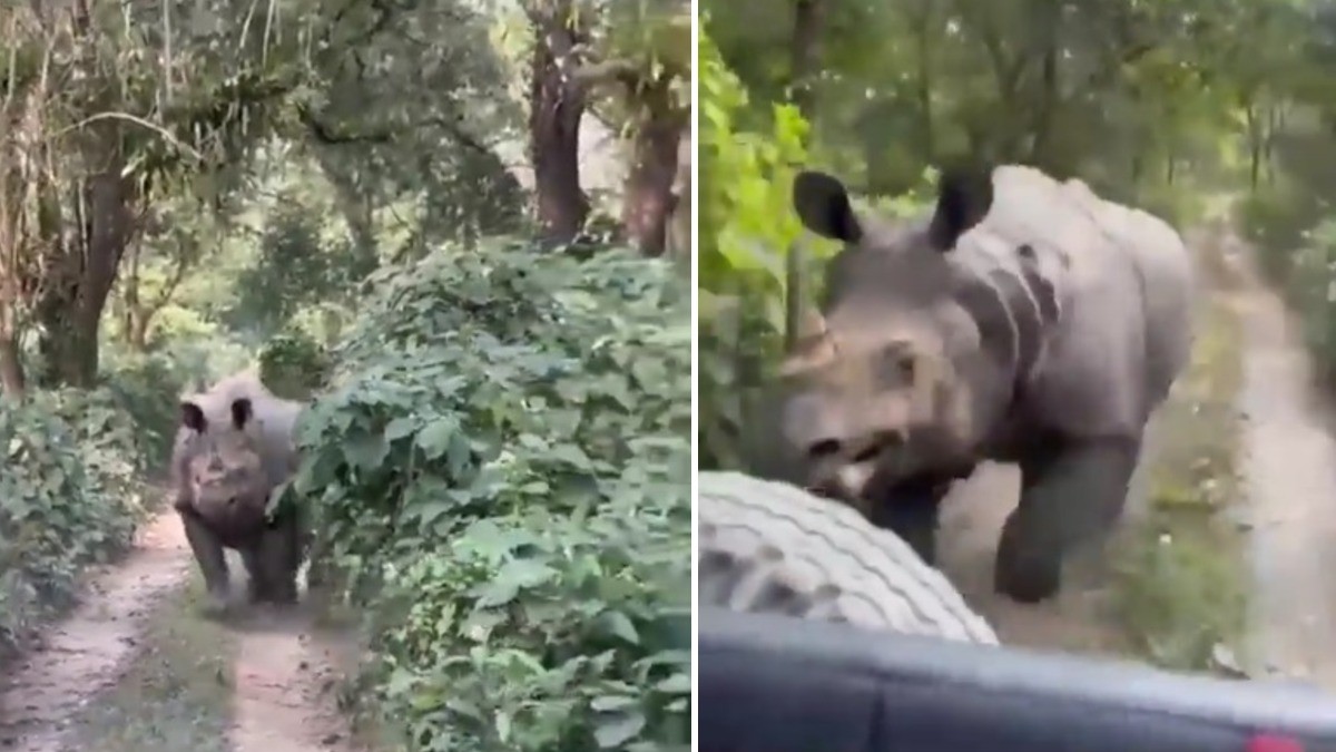 VIDEO ¡Acelera, por favor! Rinoceronte atemoriza a turistas que iban en un jeep safari
