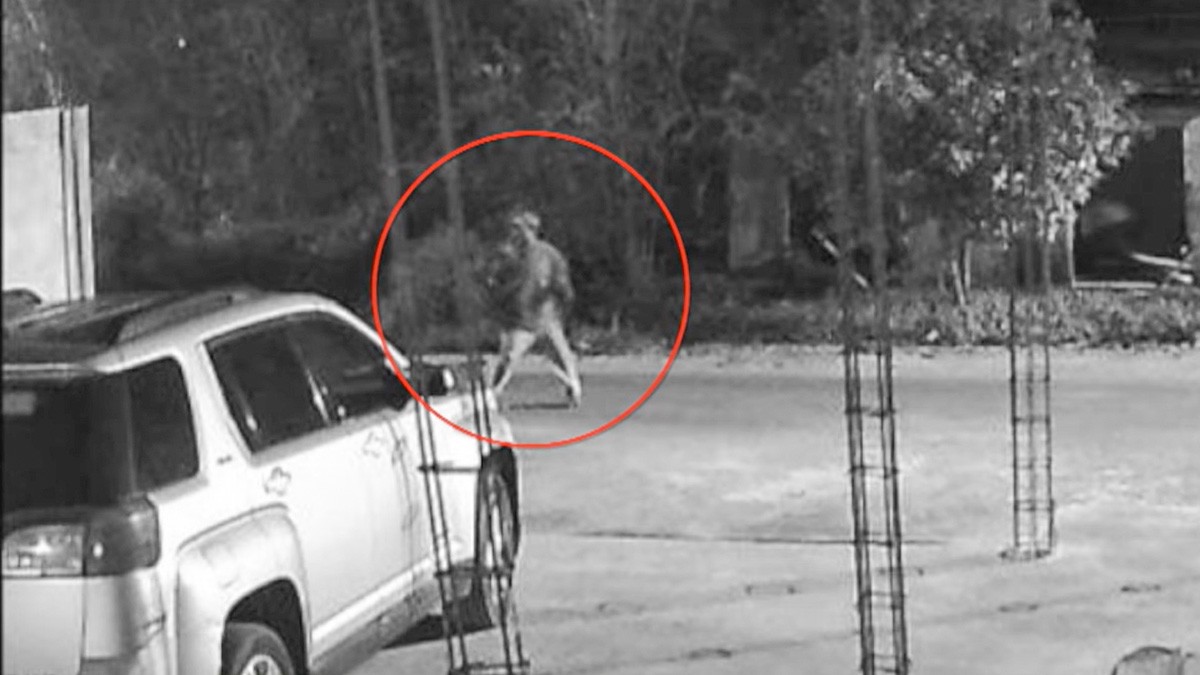 VIDEO ¿Les crees? Supuesto humanoide apareció frente a una casa y esta es la grabación