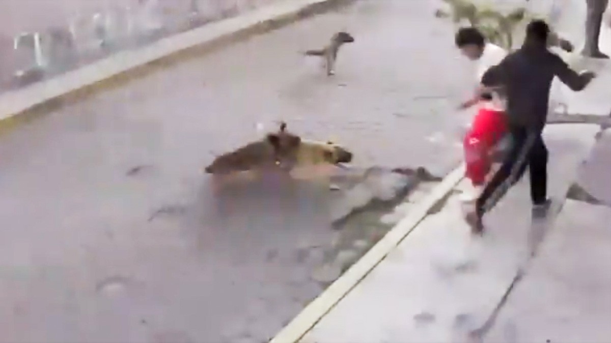 VIDEO Jóvenes platicaban sentados en la banqueta y llega jauría de perros y los atacan