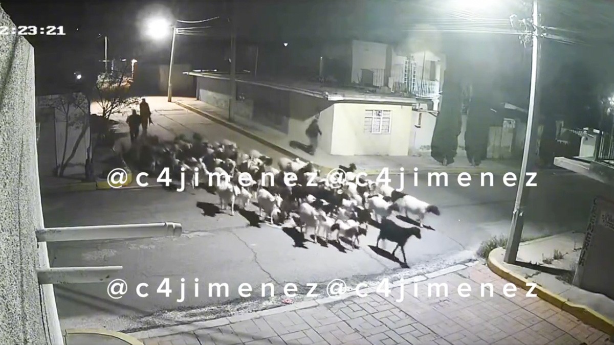 VIDEO Ladrones caminan por la calle... ¡con 175 borregos robados!