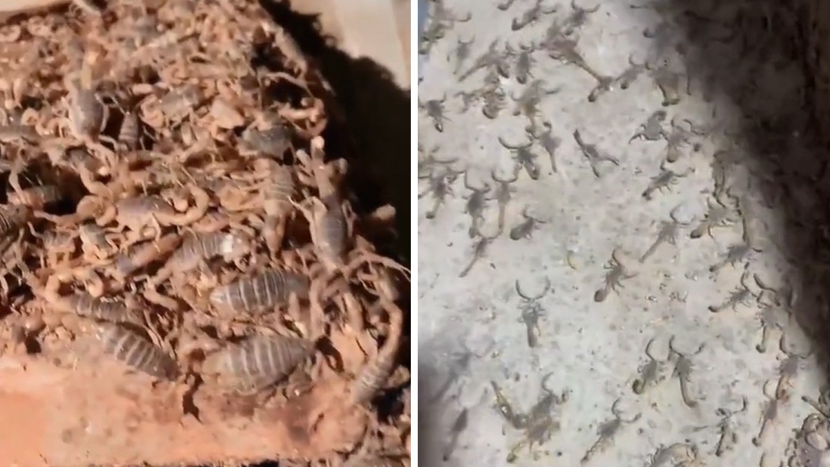 VIDEO Así es un criadero de alacranes y para esto sirve
