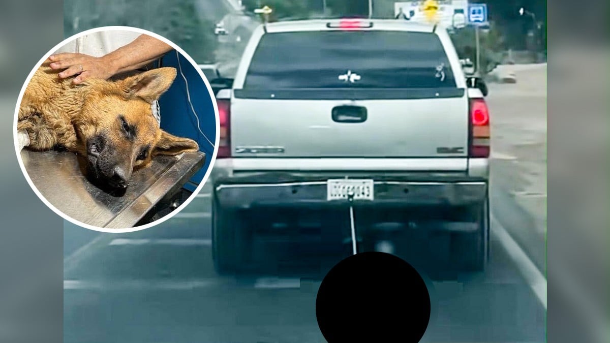 ¡Indignante! Captan a camioneta en Guanajuato arrastrando a una perrita; exigen justicia