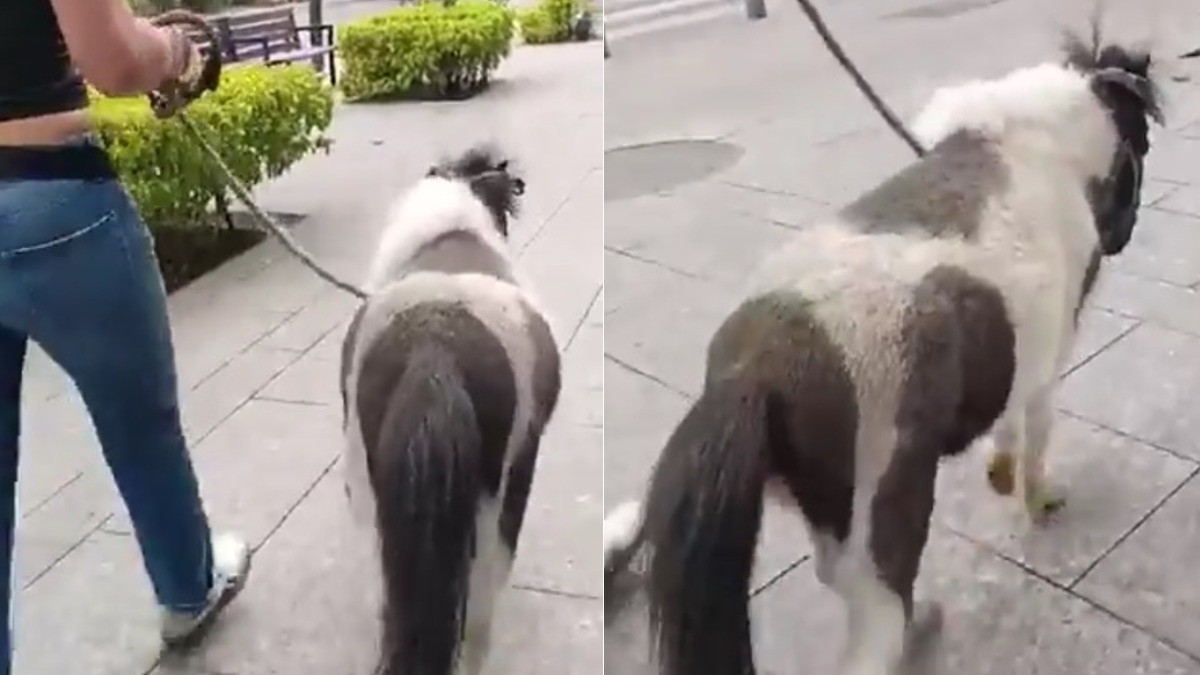 VIDEO Captan a mujer que saca a pasear a su… ¿poni?, te vas a sorprender…