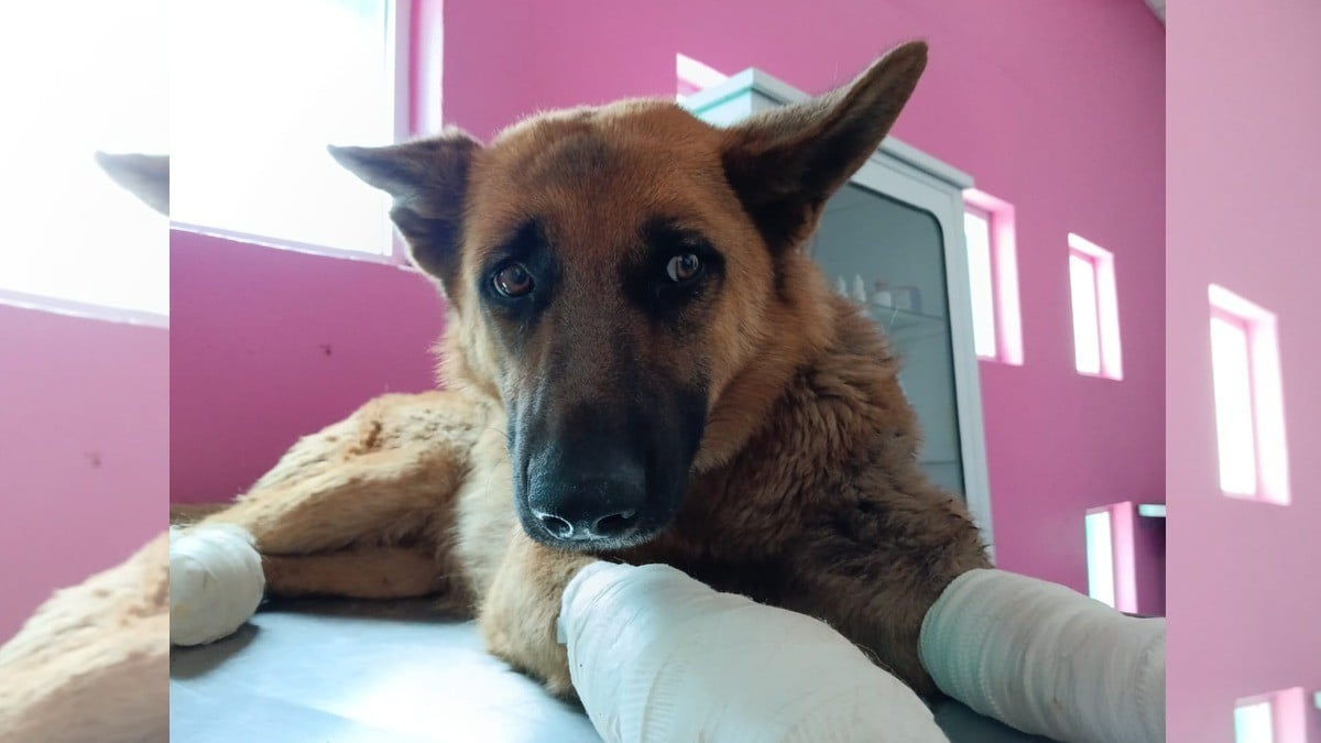 Coqueta, la perrita que sufrió maltrato, ya se encuentra bien y está lista para adopción