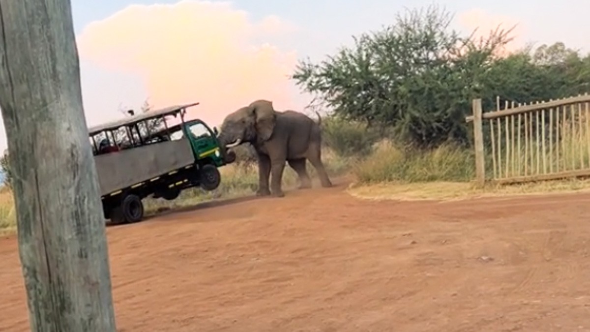 VIDEO Elefante ataca a turistas en Safari ¡y casi voltea el camión!