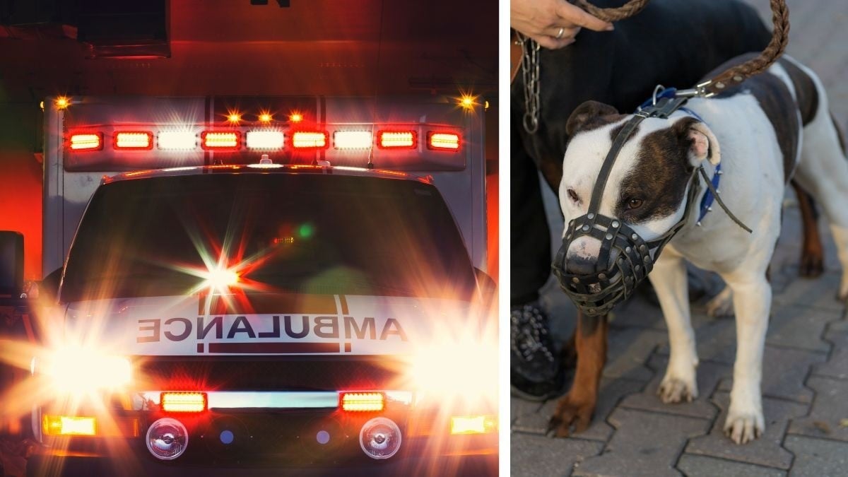 Joven sacó a pasear a su perro y lo mató el dueño de un pitbull con una navaja