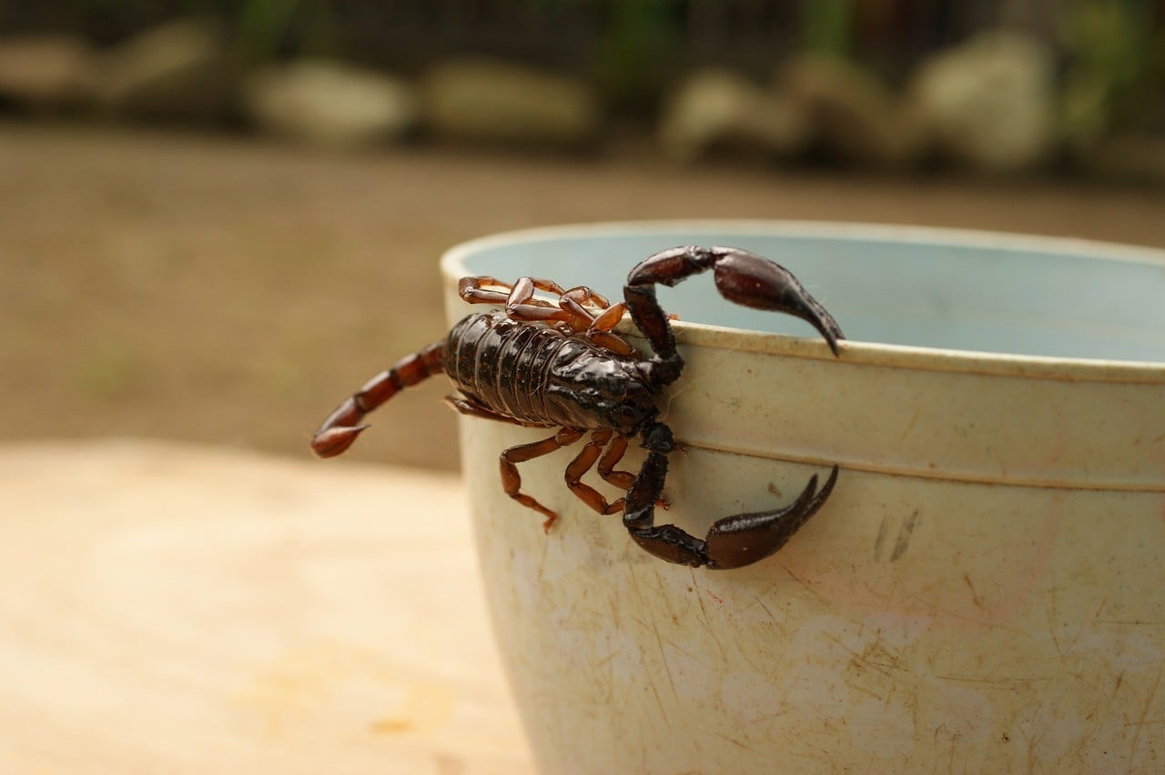 Llegó el calor y los alacranes también; ¿qué hacer y dónde ir ante una picadura?