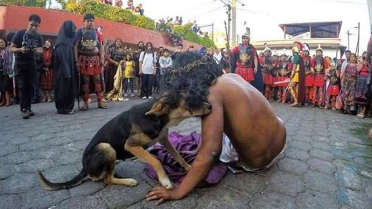 Perrito se asusta por las tres caídas de Jesús y se acerca para darle consuelo