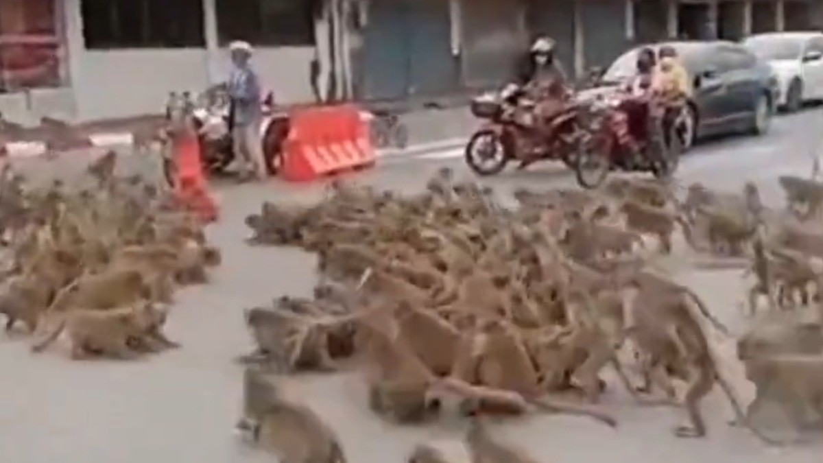 VIDEO Como El Planeta de los Simios, cientos de monos se enfrentan a golpes en plena ciudad
