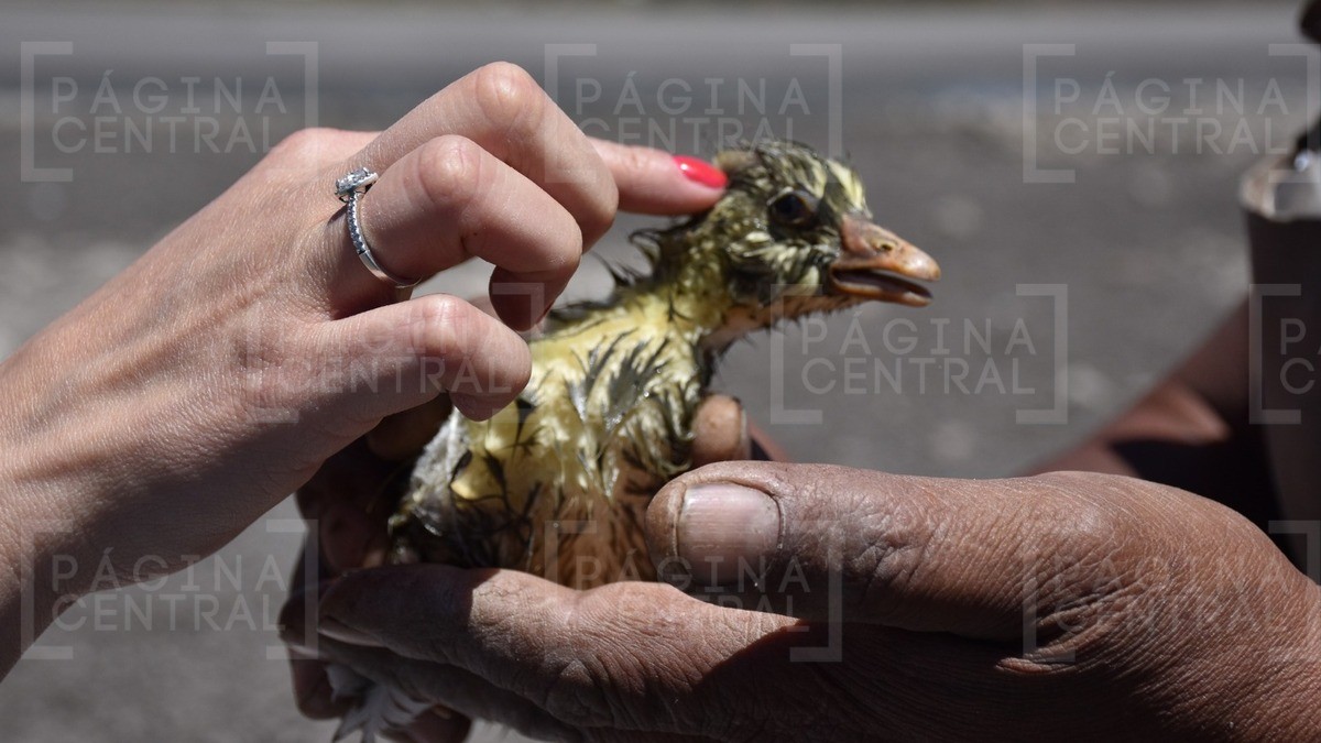 ¡Salen al rescate fauna que habita en la ‘agonizante’ Presa El Palote!