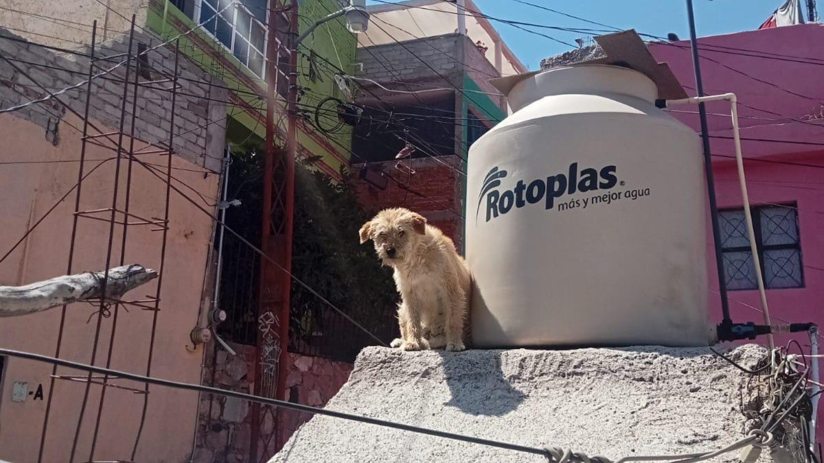 Se mudan de casa y abandonan a su perrita en la azotea