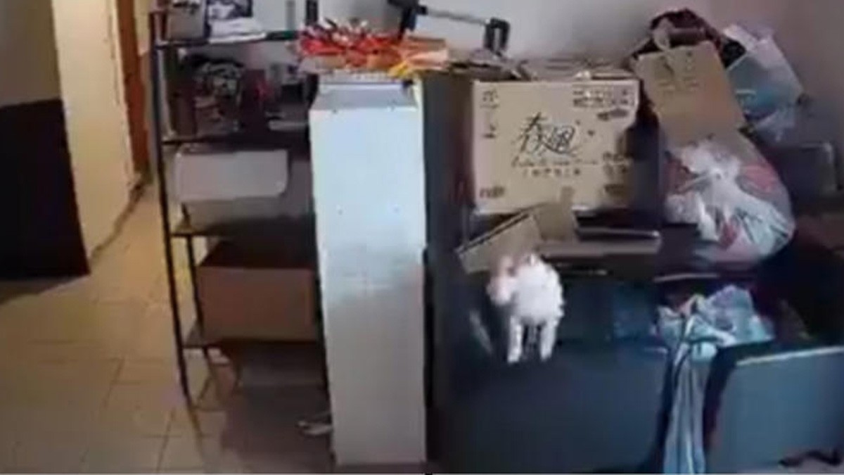 VIDEO Perrito presiente fuerte sismo y corre despavorido a avisarle a su familia