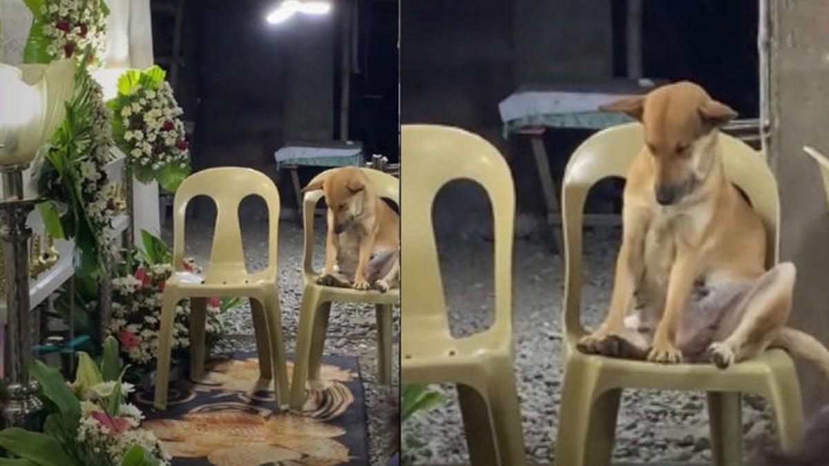 VIDEO Perrito vela a su dueña toda la noche y lo grabaron haciendo esto
